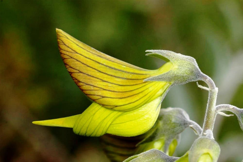 Интересные факты про Зелёный цветок колибри - удивительная Crotalaria cunninghamii