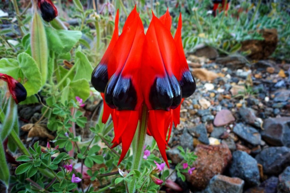 Интересные факты про Sturt's Desert Pea - кровавый символ австралийских пустынь