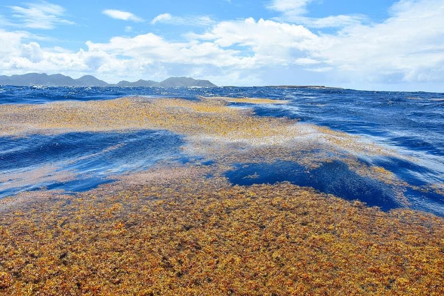 Интересные факты про Саргассово море - уникальный водоём без берегов Интересные факты про Саргассово море - уникальный водоём без берегов