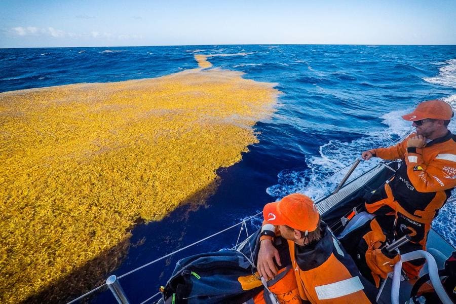 Интересные факты про Саргассово море - уникальный водоём без берегов Интересные факты про Саргассово море - уникальный водоём без берегов