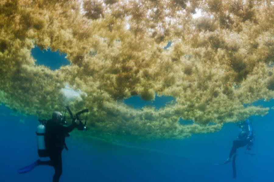 Интересные факты про Саргассово море - уникальный водоём без берегов Интересные факты про Саргассово море - уникальный водоём без берегов