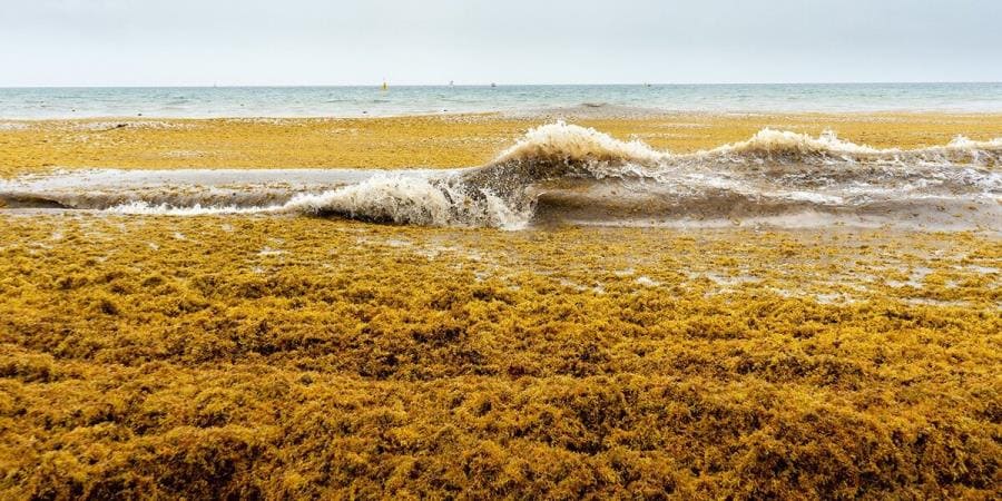 Интересные факты про Саргассово море - уникальный водоём без берегов Интересные факты про Саргассово море - уникальный водоём без берегов