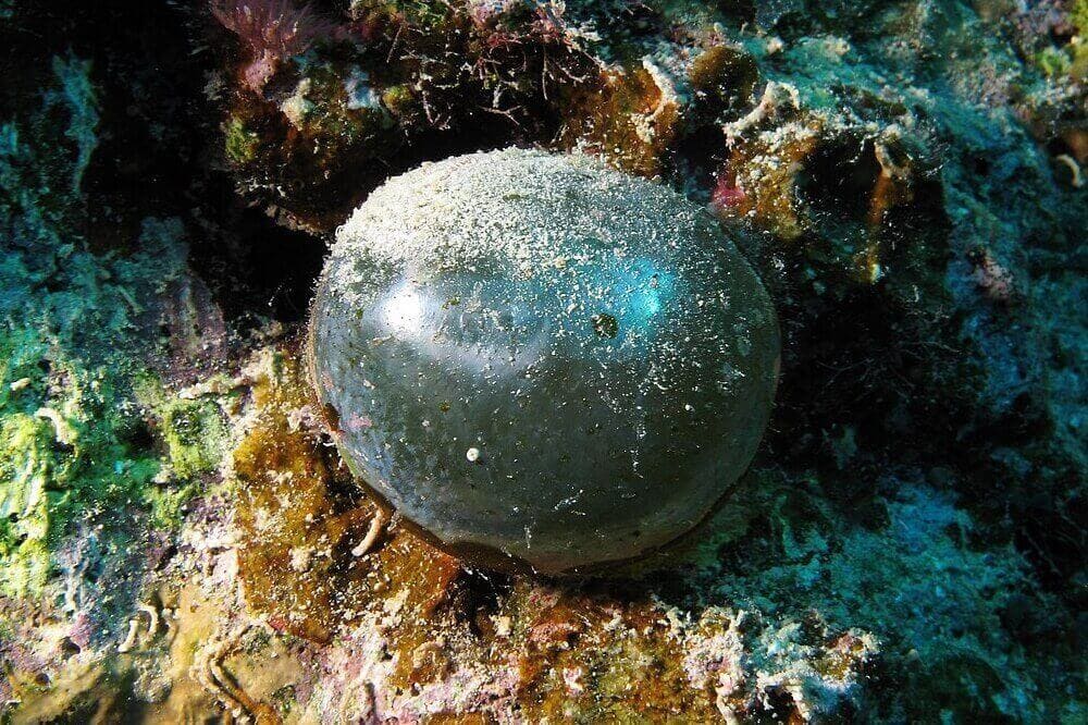 Валония пузатая Valonia ventricosa - тайны морского одноклеточного гиганта